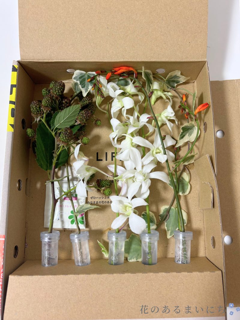 LIFFTリフトお花の定期便の口コミ・評判まとめ花オタクが徹_15