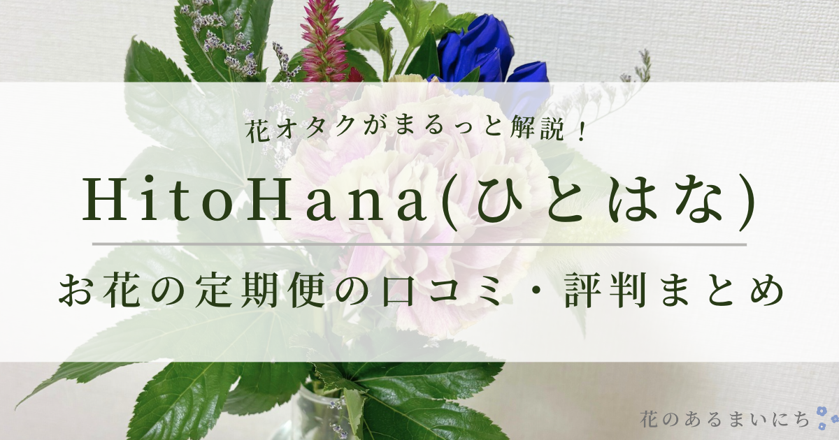 【花オタクが徹底レビュー】HitoHana(ひとはな)お花の定期便の口コミ・評判まとめ